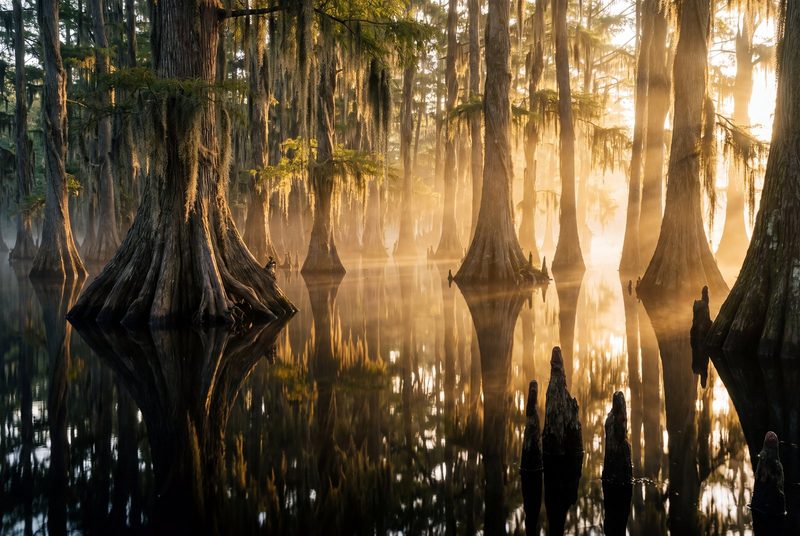 A wide cypress grove in golden sunrise mist, trunks and knees mirrored in still water.