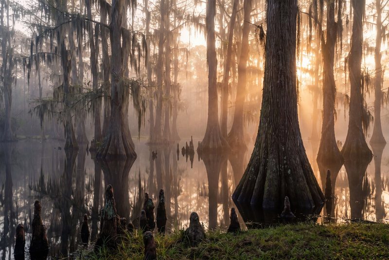Bald cypress trunks standing in still black water with mist between them and a soft sun behind.