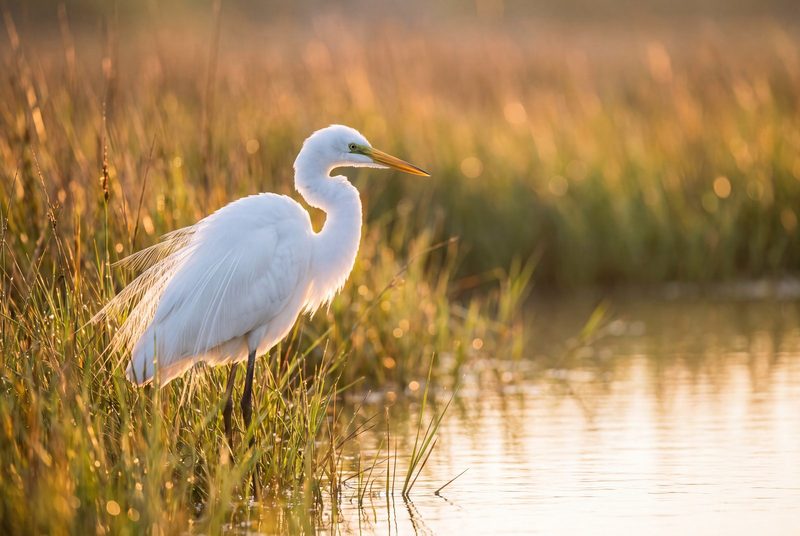 A great egret standing in marsh grass at sunrise, its feathers rim-lit against a gold, defocused background.