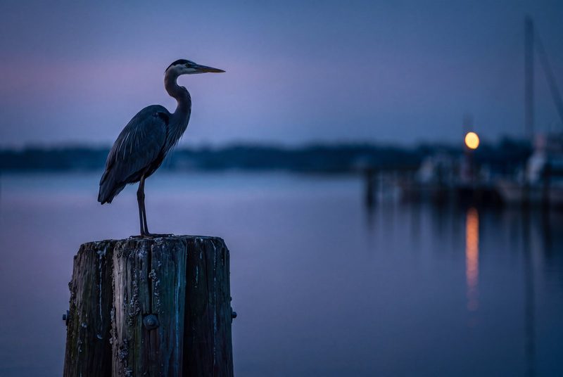 A great blue heron standing on a weathered piling at blue hour with one warm dock light behind.
