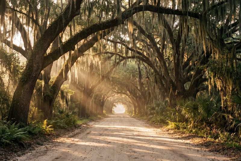 A sandy lane under a tunnel of live oaks hung with Spanish moss, sun rays cutting through morning haze.