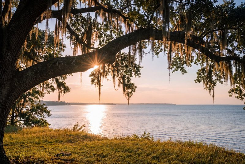 Live-oak limbs hung with Spanish moss framing a calm bay at golden hour from a grassy bluff.