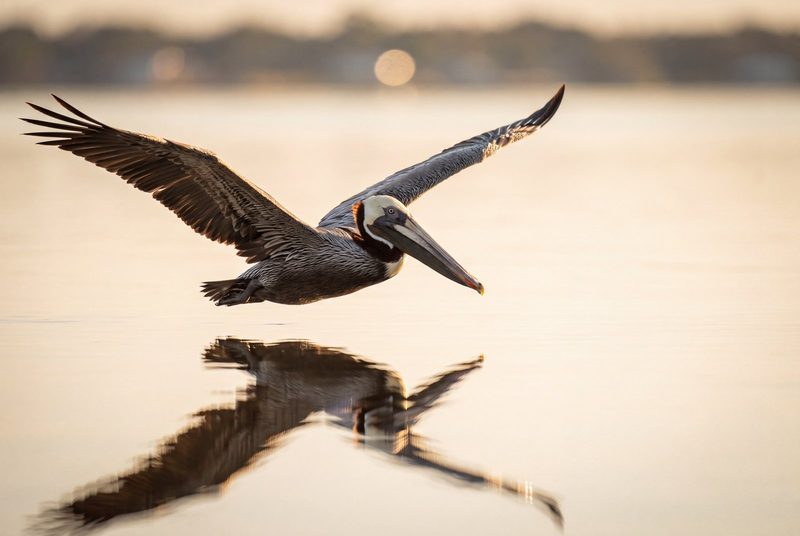 A brown pelican gliding just above glassy water at golden hour, its reflection beneath it.